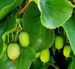 Kiwi Fruit, actinidia arguta 'Jumboâ€™